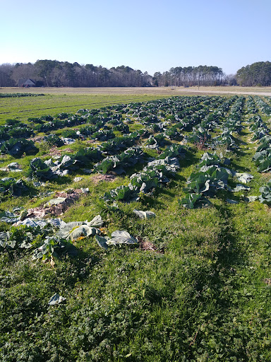 Fruit and Vegetable Store «Henley Farm», reviews and photos, 3513 Charity Neck Rd, Virginia Beach, VA 23456, USA