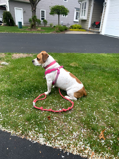 Pet Supply Store «Petco», reviews and photos, 35 Pleasant St, South Weymouth, MA 02190, USA