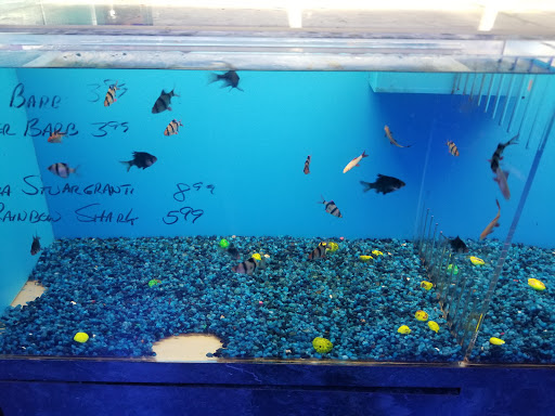 Pet Store «Ultimate Aquarium», reviews and photos, 217 W Main St, Visalia, CA 93291, USA