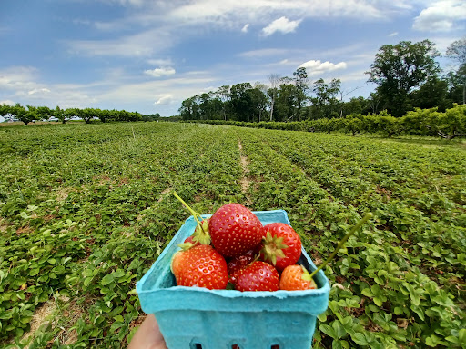 Farm «Alstede Farms», reviews and photos, 1 Alstede Farms Ln, Chester, NJ 07930, USA