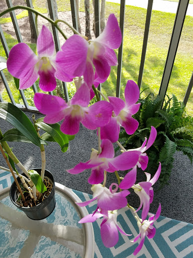 Country Club «Countryside Golf & Country Club», reviews and photos, 600 Countryside Dr, Naples, FL 34104, USA