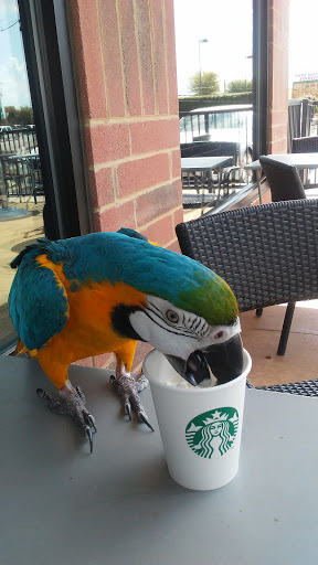 Coffee Shop «Starbucks», reviews and photos, 1401 SW Wilshire Blvd, Burleson, TX 76028, USA