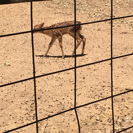 Zoo «Little Ponderosa Zoo and Rescue», reviews and photos, 629 Granite Rd, Clinton, TN 37716, USA