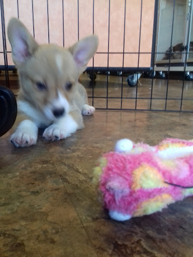 Pet Supply Store «Just Pets», reviews and photos, 8874 Maximus Dr, Lone Tree, CO 80124, USA