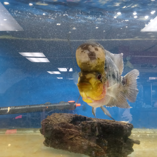 Pet Store «Valley Pets», reviews and photos, 6380 US-85, Fountain, CO 80817, USA