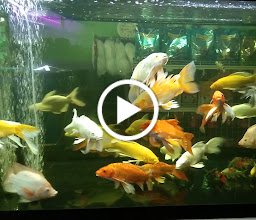ร้านปลาสวยงามสี่มุมเมืองแหลมฉบัง photo