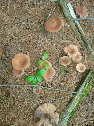 Dog Park «Andover dog park», reviews and photos, 288 High Plain Rd, Andover, MA 01810, USA