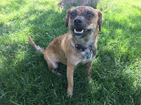 Mary Angilly Dog Training - Photo 9 - Car repair in , Boulder