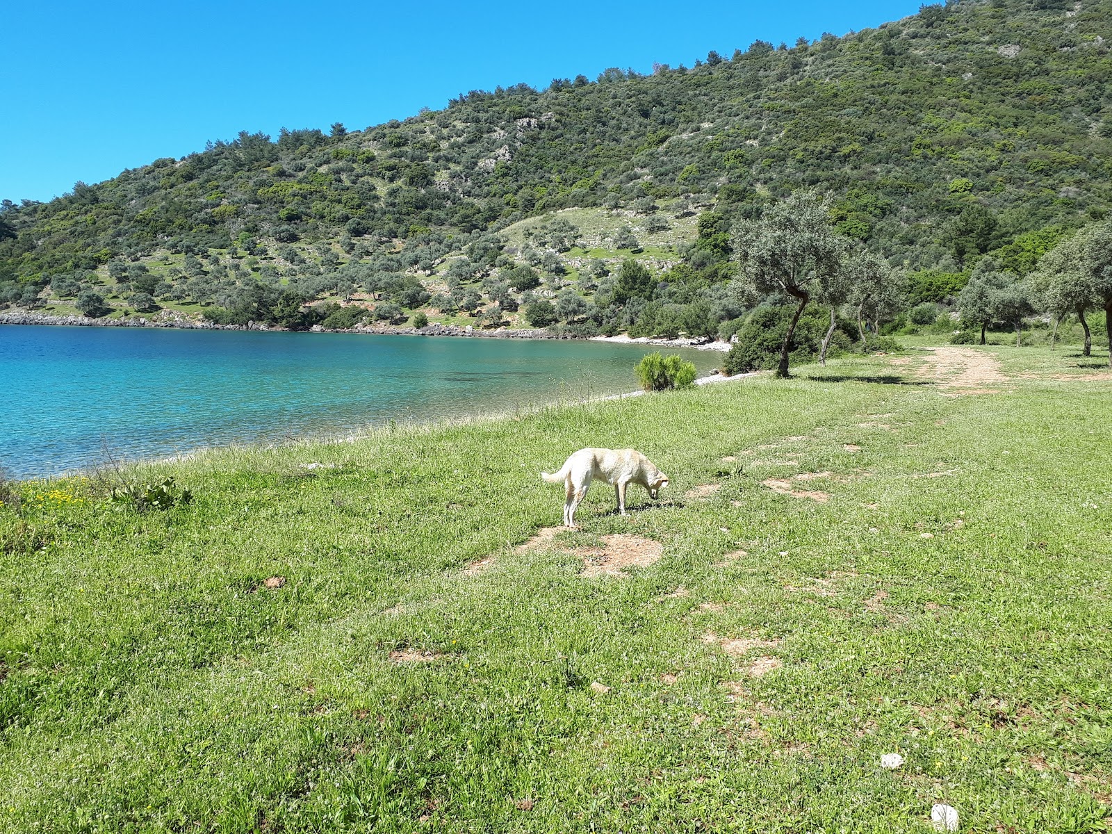 Konfilikt Koyu'in fotoğrafı çok temiz temizlik seviyesi ile