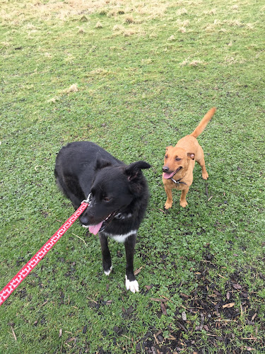 Reviews of DogsGo4Walks in Edinburgh - Dog trainer