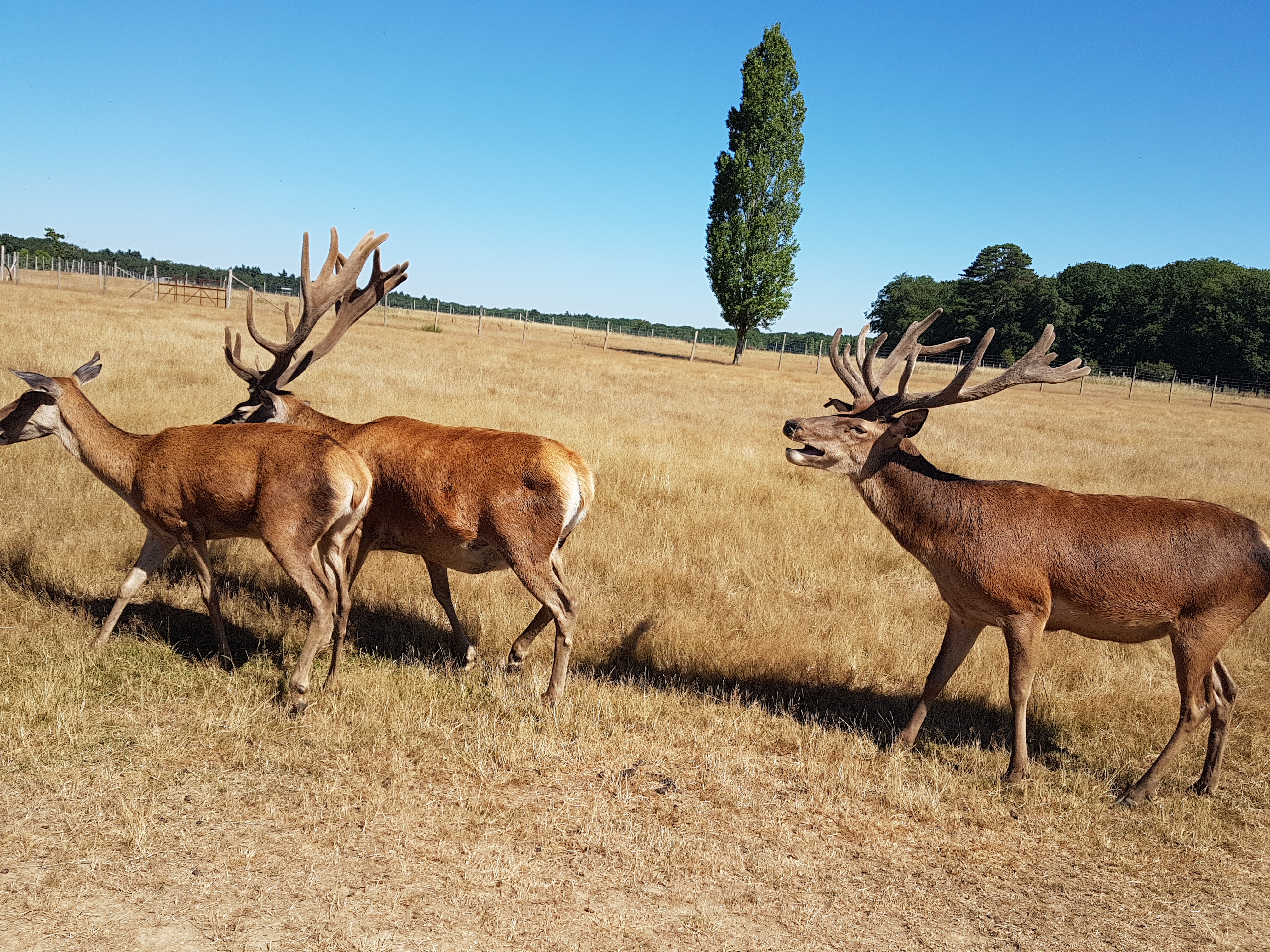 Photo n° 10 de l'avis de Antoine.u fait le 28/08/2018 à 20:48
