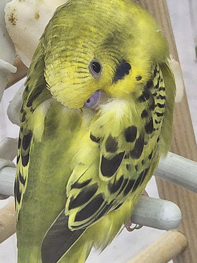 Pet Supply Store «Petco Animal Supplies», reviews and photos, 4013 W Walnut St, Rogers, AR 72756, USA