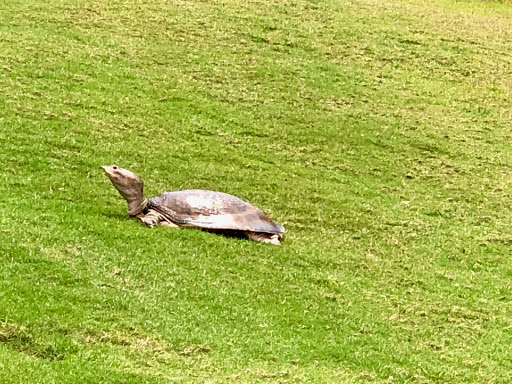 Golf Course «Tampa Palms Golf & Country Club», reviews and photos, 5811 Tampa Palms Blvd, Tampa, FL 33647, USA