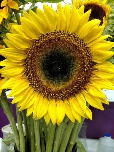 Florist «Rose Garden Florist», reviews and photos, 257 S Main St, Barnegat, NJ 08005, USA