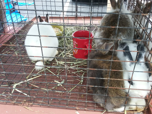 Home Improvement Store «Tractor Supply Co.», reviews and photos, 156 M.L.K. Jr Blvd, Monroe, GA 30655, USA