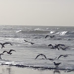 Photo n° 1 de l'avis de Hugues.e fait le 17/11/2018 à 08:33 pour Plage de Merlimont à Merlimont