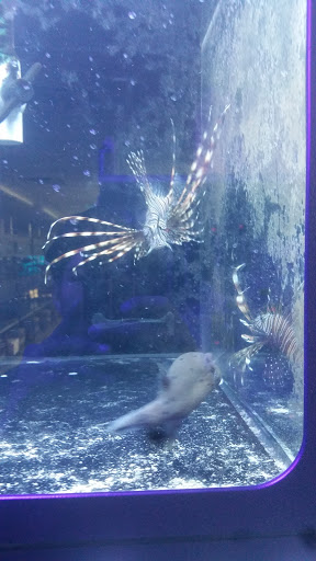 Pet Store «Alamo Aquatic Pets», reviews and photos, 6504 Bandera Rd, San Antonio, TX 78238, USA