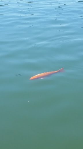 Amusement Park «Lake Winnepesaukah Amusement Park», reviews and photos, 1730 Lakeview Dr, Rossville, GA 30741, USA