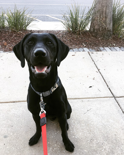 Pet Supply Store «Petco Animal Supplies», reviews and photos, 430 Cbl Dr, St Augustine, FL 32086, USA