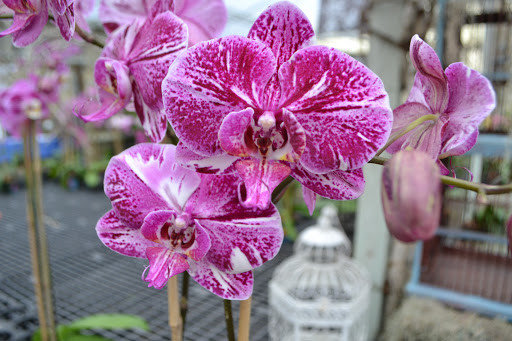Florist «Dr Delphinium Flower & Orchid House», reviews and photos, 513 W Campbell Rd, Richardson, TX 75080, USA