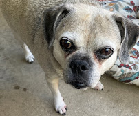 Lil Doggy Daycare - Photo 6 - Car repair in Morton, IL, Peoria