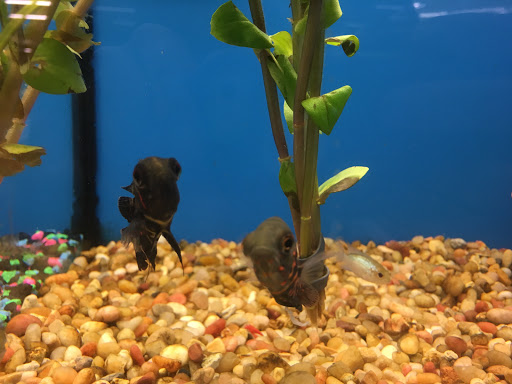 Pet Supply Store «Pet Supplies Plus», reviews and photos, 5708 State St, Saginaw, MI 48603, USA