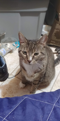 Pet Supply Store «Pet Supplies Plus», reviews and photos, 690 N State St, Westerville, OH 43082, USA