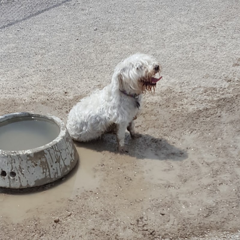 Old Drum Dog Park