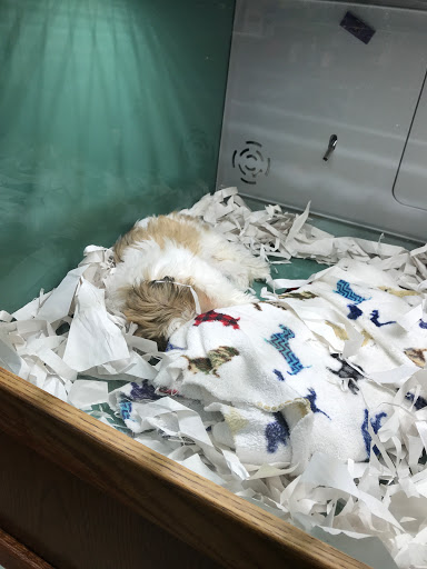 Pet Store «Pet Fair», reviews and photos, 1201 Lake Woodlands Dr, Spring, TX 77380, USA