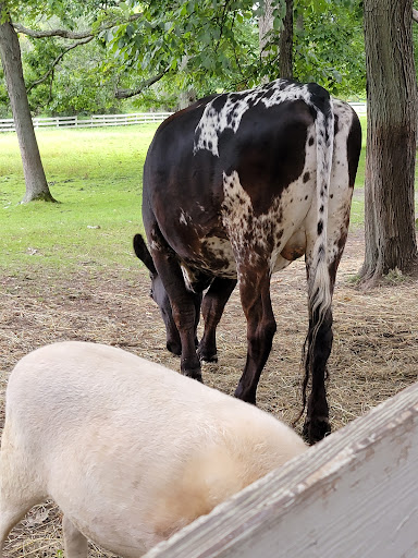 Park «Endicott Park (Town of Danvers)», reviews and photos, 57 Forest St, Danvers, MA 01923, USA