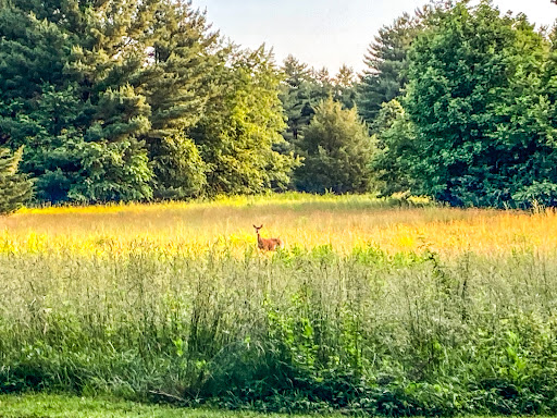 Park «Killens Pond State Park», reviews and photos, 5025 Killens Pond Rd, Felton, DE 19943, USA