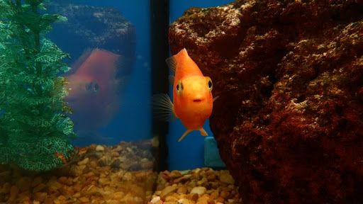 Pet Supply Store «Petco Animal Supplies», reviews and photos, 8010 Wedgewood Ln N, Maple Grove, MN 55369, USA