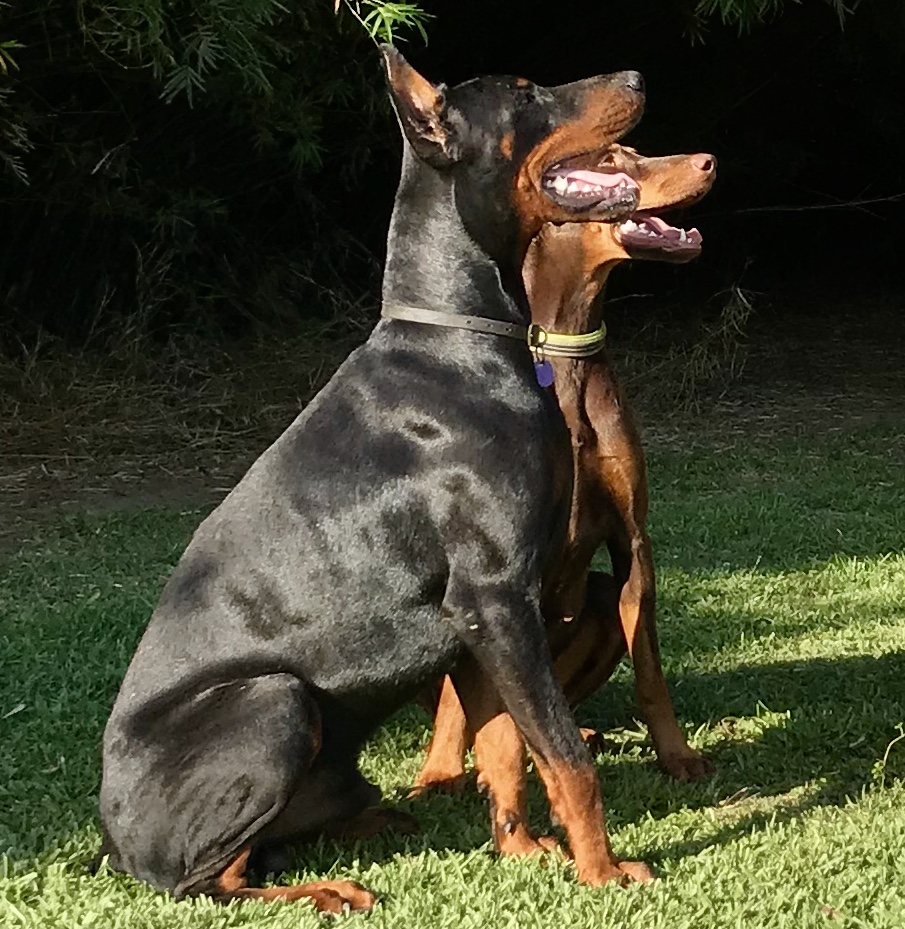 Blue Skye Dobermans