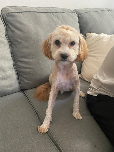 Pet Supply Store «Healthy Spot», reviews and photos, 1110 Wilshire Blvd, Santa Monica, CA 90401, USA