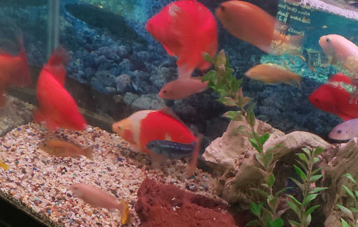 Pet Store «Species Pet Supply», reviews and photos, 1935 W Brandon Blvd, Brandon, FL 33511, USA