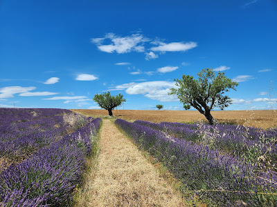 Valensole à Valensole