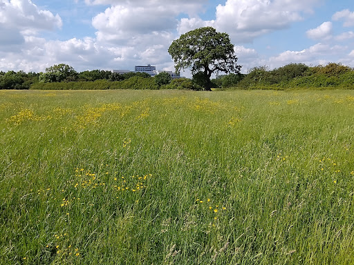 Tolworth Court Farm Fields
