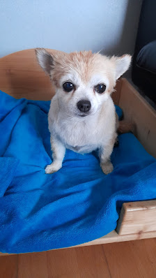 Hundesalon Tangina Auweg 10, 96129 Strullendorf, Deutschland