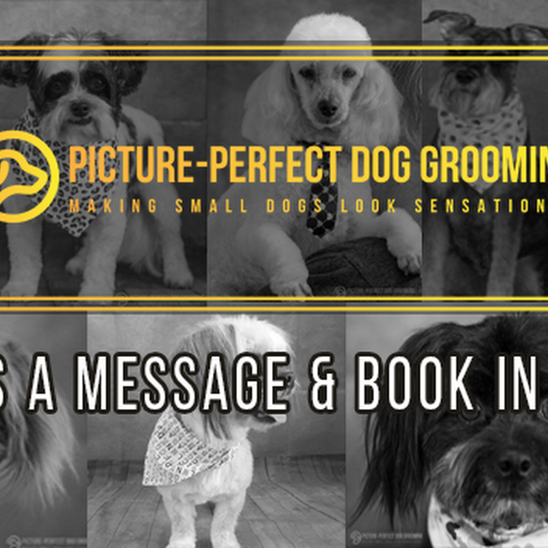 Picture Perfect Dog Grooming NZ