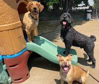 Furkids Dog Daycare - Photo 4 - Car repair in Cincinnati, OH, Cincinnati