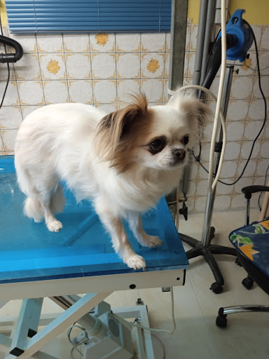 Hundesalon am See unter Orsingen-Nenzingen, 