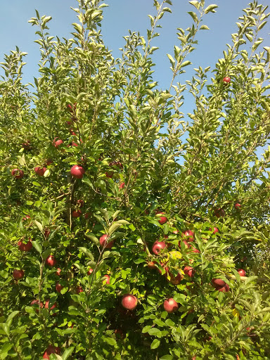 Produce Market «Brookwood Fruit Farm», reviews and photos, 7845 Bordman Rd, Almont, MI 48003, USA