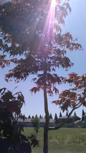 Park «Pacific Park», reviews and photos, 2163 Shadylane Dr, Springfield, OR 97478, USA