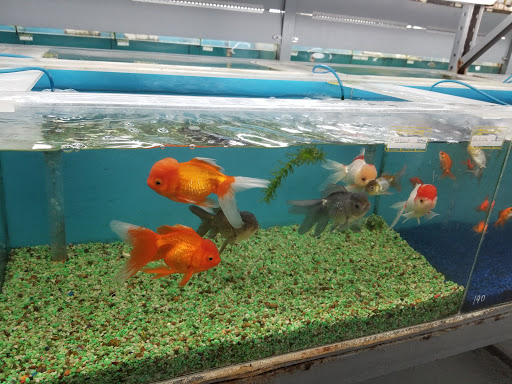 Tropical Fish Store «RMS Aquaculture», reviews and photos, 6629 Engle Rd # 108, Cleveland, OH 44130, USA