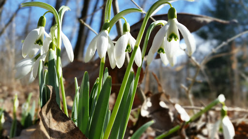 Nature Preserve «Shaw Nature Reserve», reviews and photos, 307 Pinetum Loop Rd, Gray Summit, MO 63039, USA