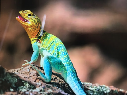 Pet Supply Store «Pet Supermarket», reviews and photos, 4500 N State Rd 7, Pompano Beach, FL 33073, USA