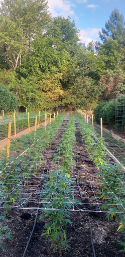 Grocery Store «Rays Food Place», reviews and photos, 875 Redwood Dr, Garberville, CA 95542, USA