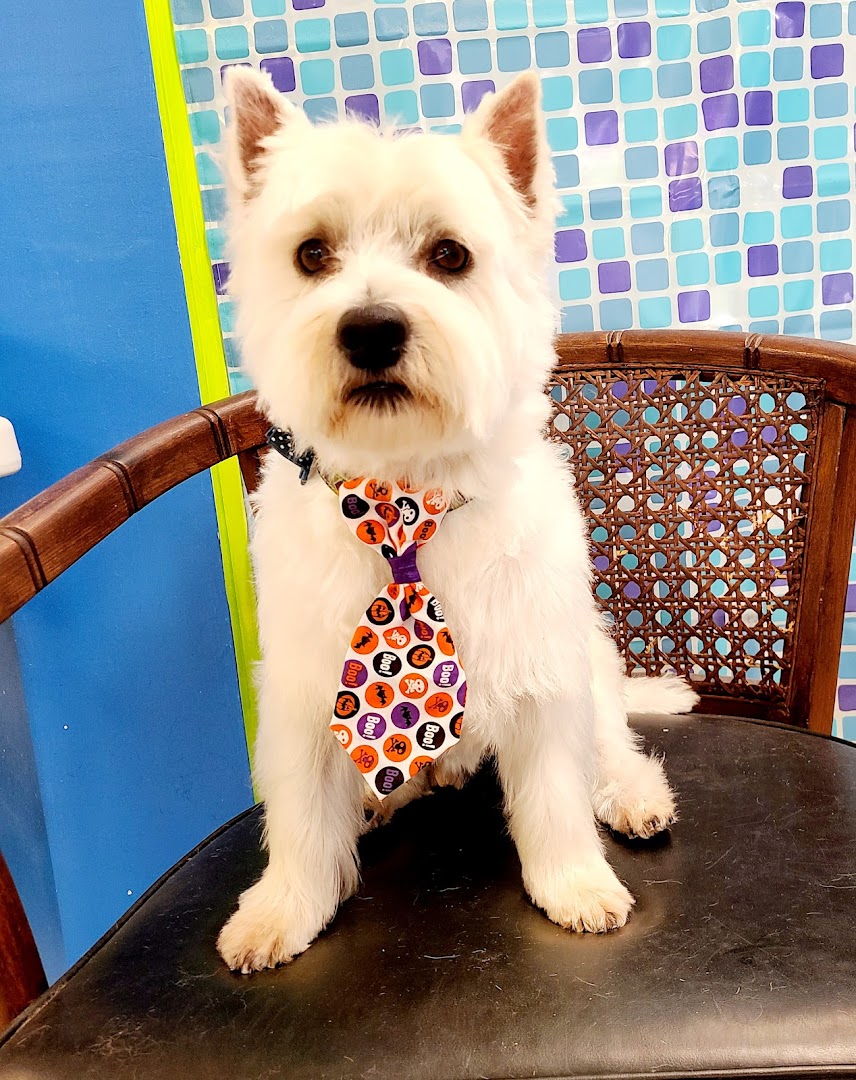 Cool Dog Grooming Studio LLC