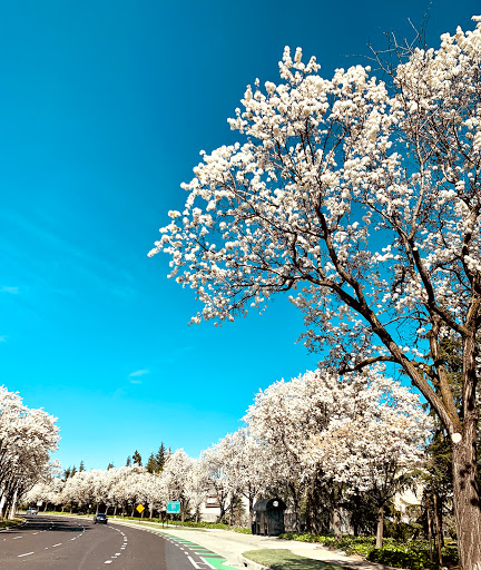 Discount Store «Walmart», reviews and photos, 4501 Rosewood Dr, Pleasanton, CA 94588, USA