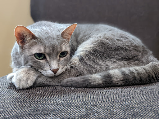 Surrey Veterinary Clinic image